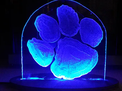 clemson paw