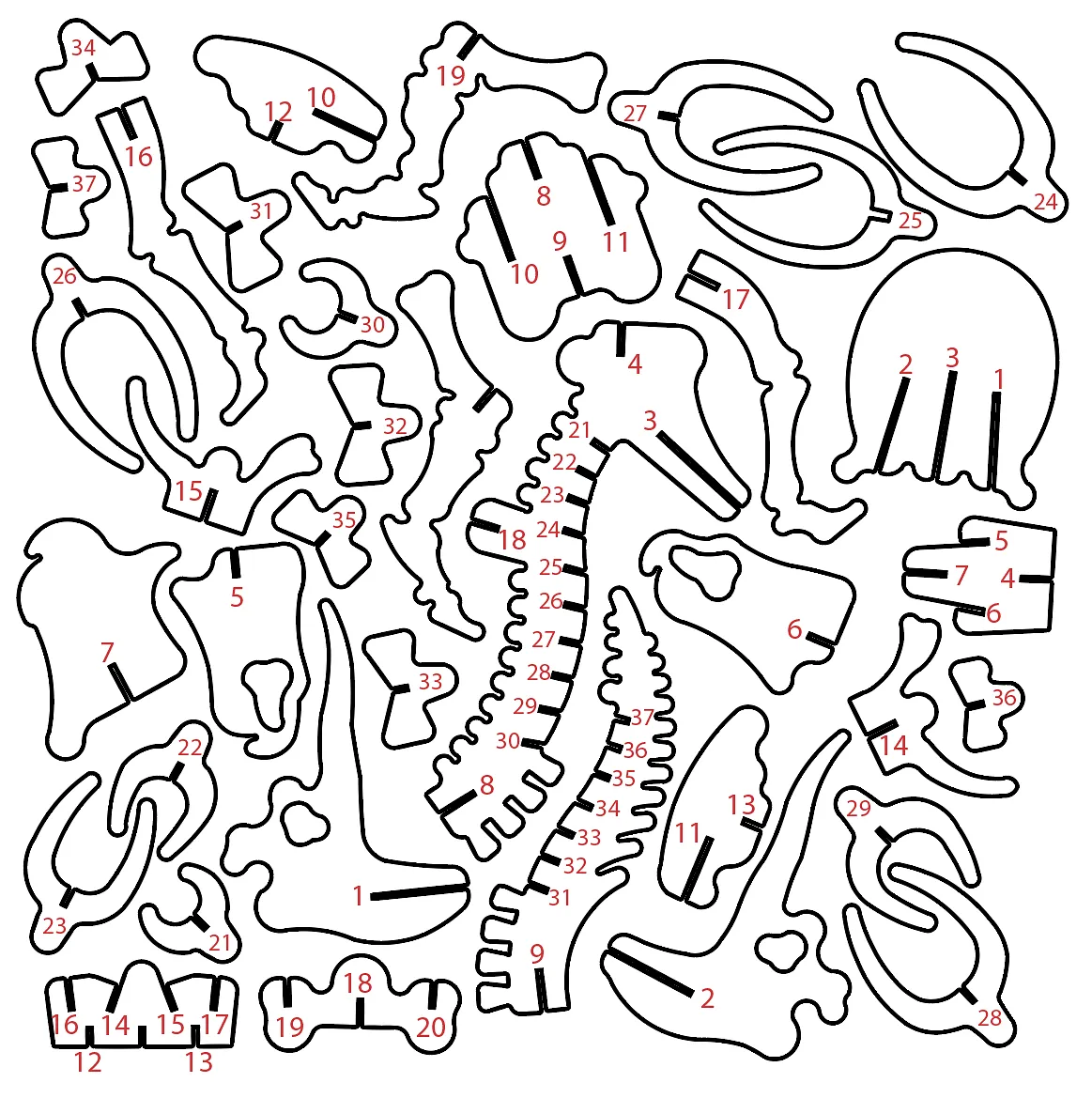 Triceratops Skeleton — Cleanup and Assembly (image 2)