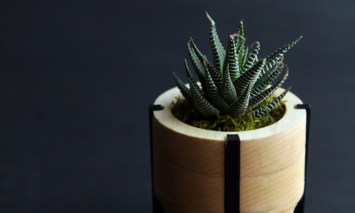 Desktop Planter - image 1
