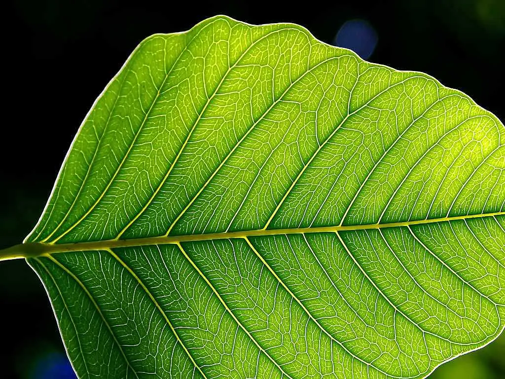 leafs - image 1