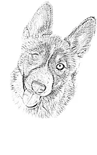 husky face