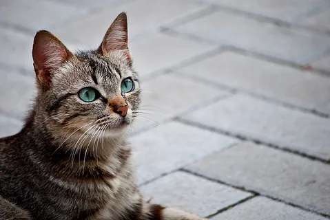 Cat Thing