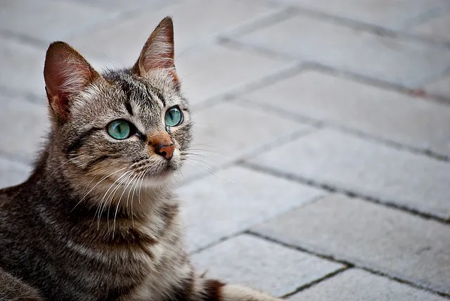 Cat Thing - image 1