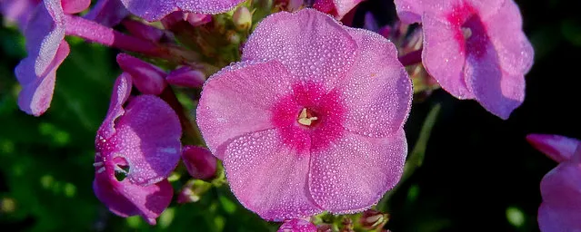Mgalhotra Big Inch - image 1