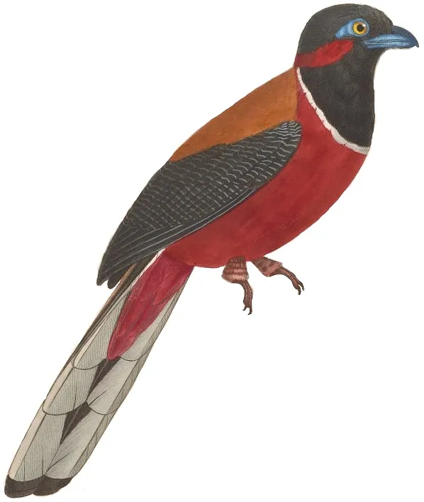 Birds Tyler Strobel - image 1