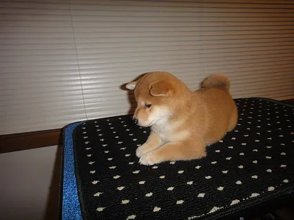 Chuck - Shiba - Squirrel