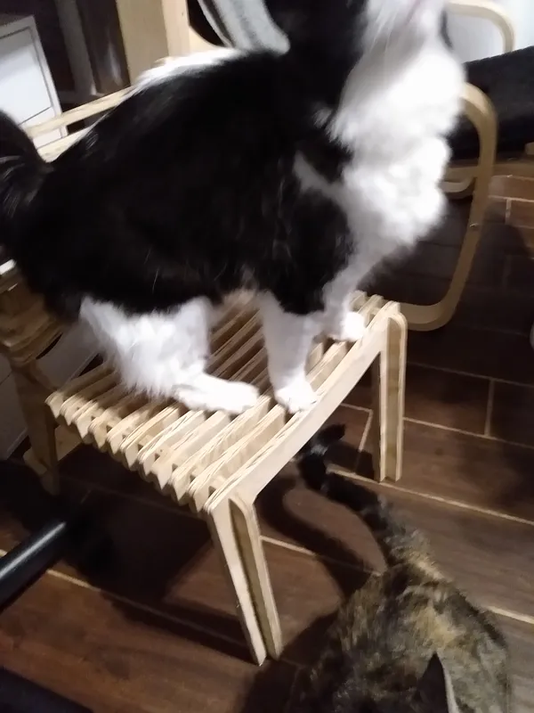 cat chair d - image 1