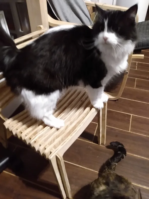 cat chair d - image 2