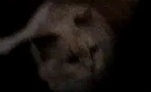 hi