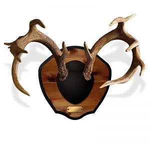 Antler mount corbin - image 1