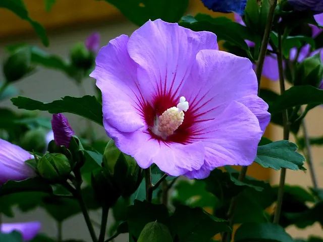Intro to Easel - image 1