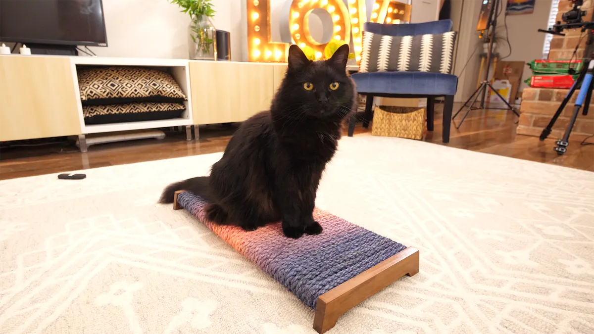 Cat scratching plank foot - image 1