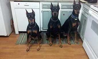 Doberman sign - image 1