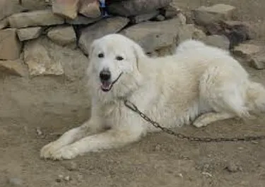 Wyatt  - image 1