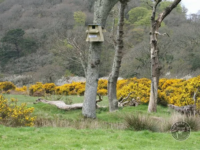 barn owl - image 3