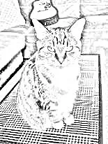 Cat - image 1