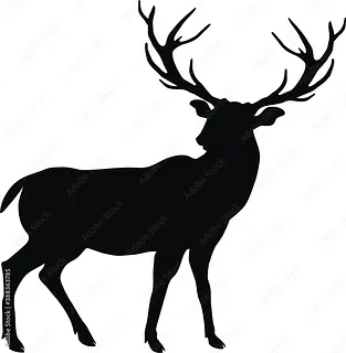 BASIC DEER PRACTICE