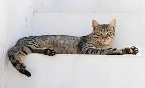 cute cat