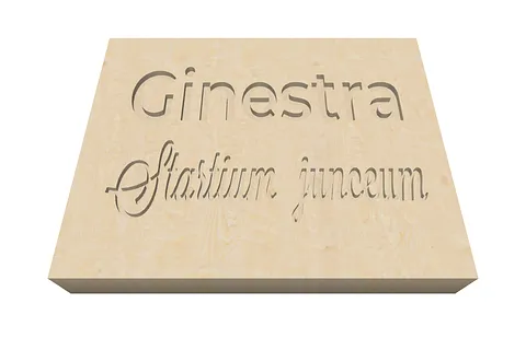 Ginestra