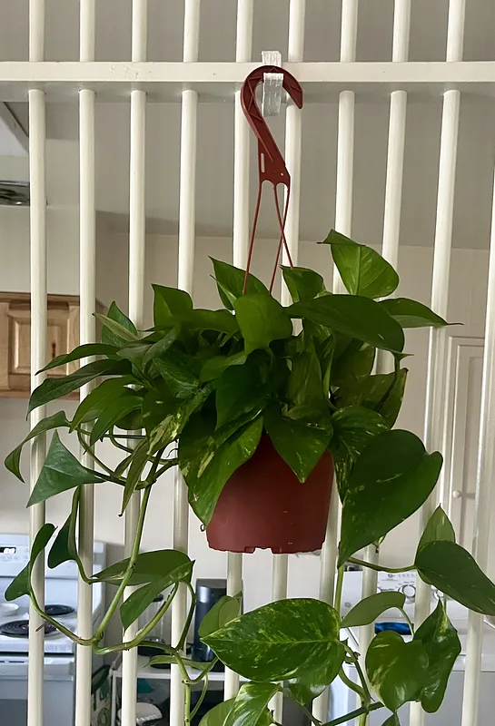 Copy of backpack hooks -> Plant hook - image 1