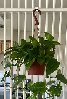 Copy of backpack hooks -> Plant hook