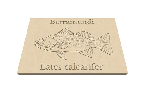 Barramundi