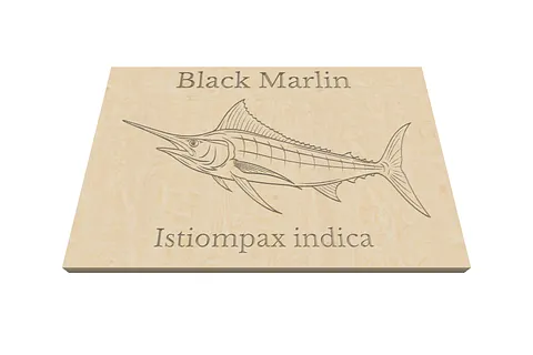 Black marlin