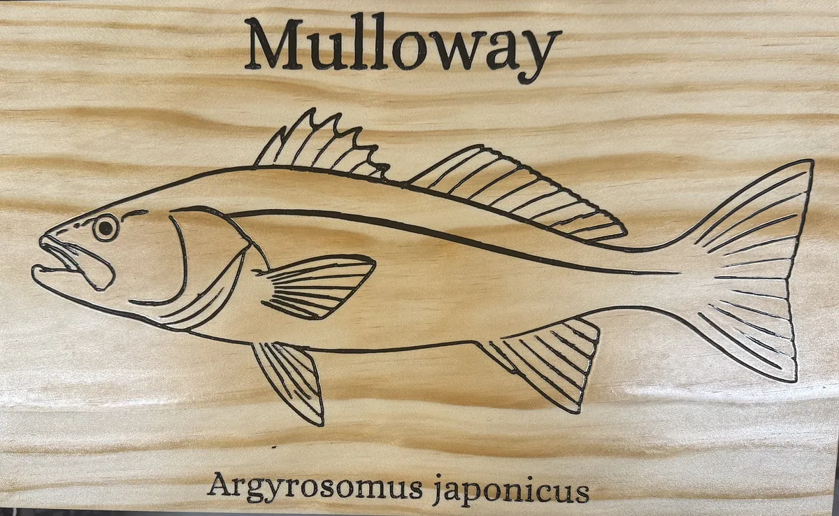 Mulloway  - image 2