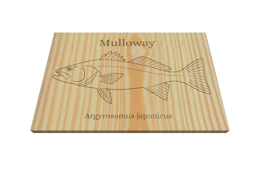 Mulloway  - image 1