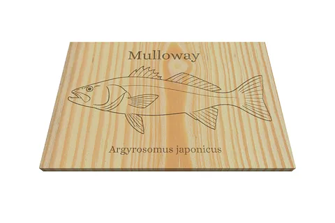 Mulloway 