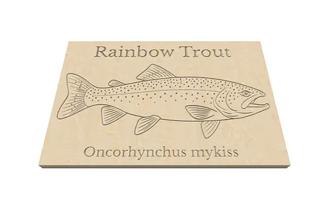 Rainbow trout