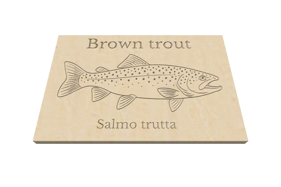 Brown trout - image 1