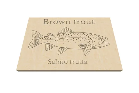 Brown trout