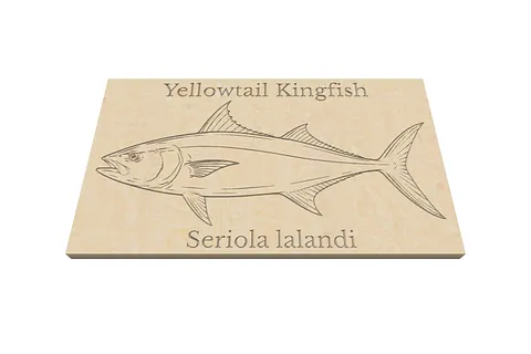 Yellowtail Kingfish