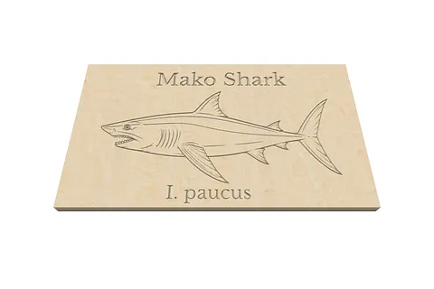 Mako Shark