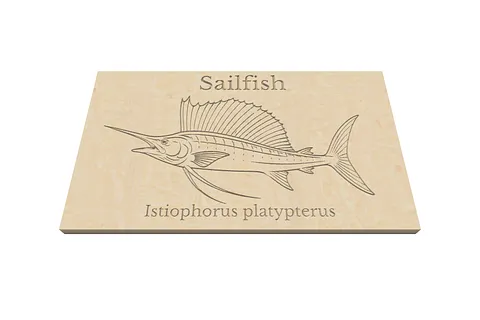 Sailfish